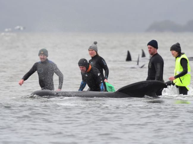 Un grupo de voluntarios tratan de ayudar a una de las ballenas piloto.