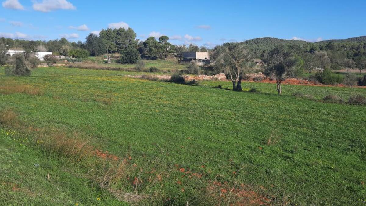 Las Zonas de Alto Valor Agrario que se delimitarán en Ibiza no serán más de un 7% del suelo, según el Govern