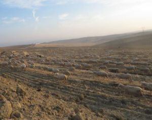 Merinas de la Ganadería Las Albaidas en una reciente transhumancia en la campiña de Córdoba