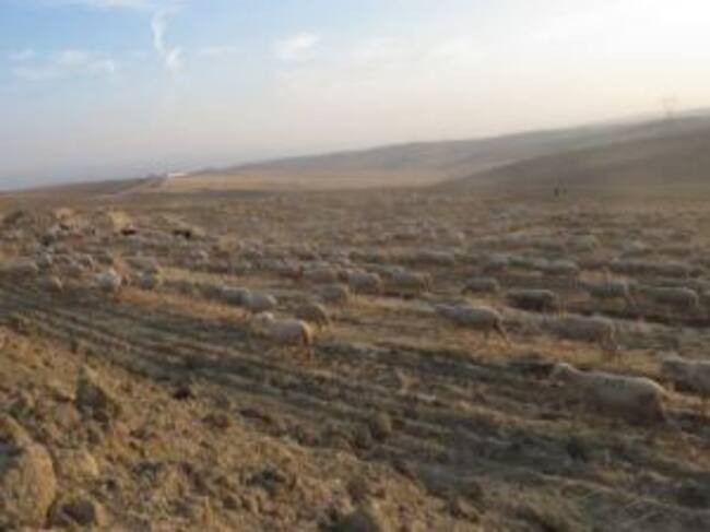 Merinas de la Ganadería Las Albaidas en una reciente transhumancia en la campiña de Córdoba
