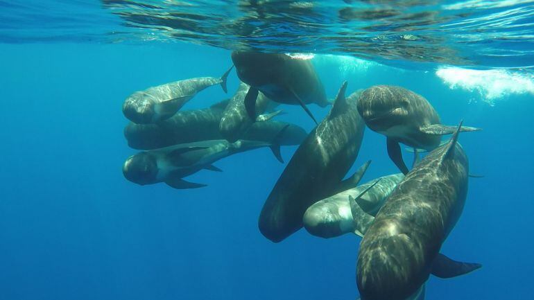 Fotograma de vídeo submarino de un grupo de calderones comunes 