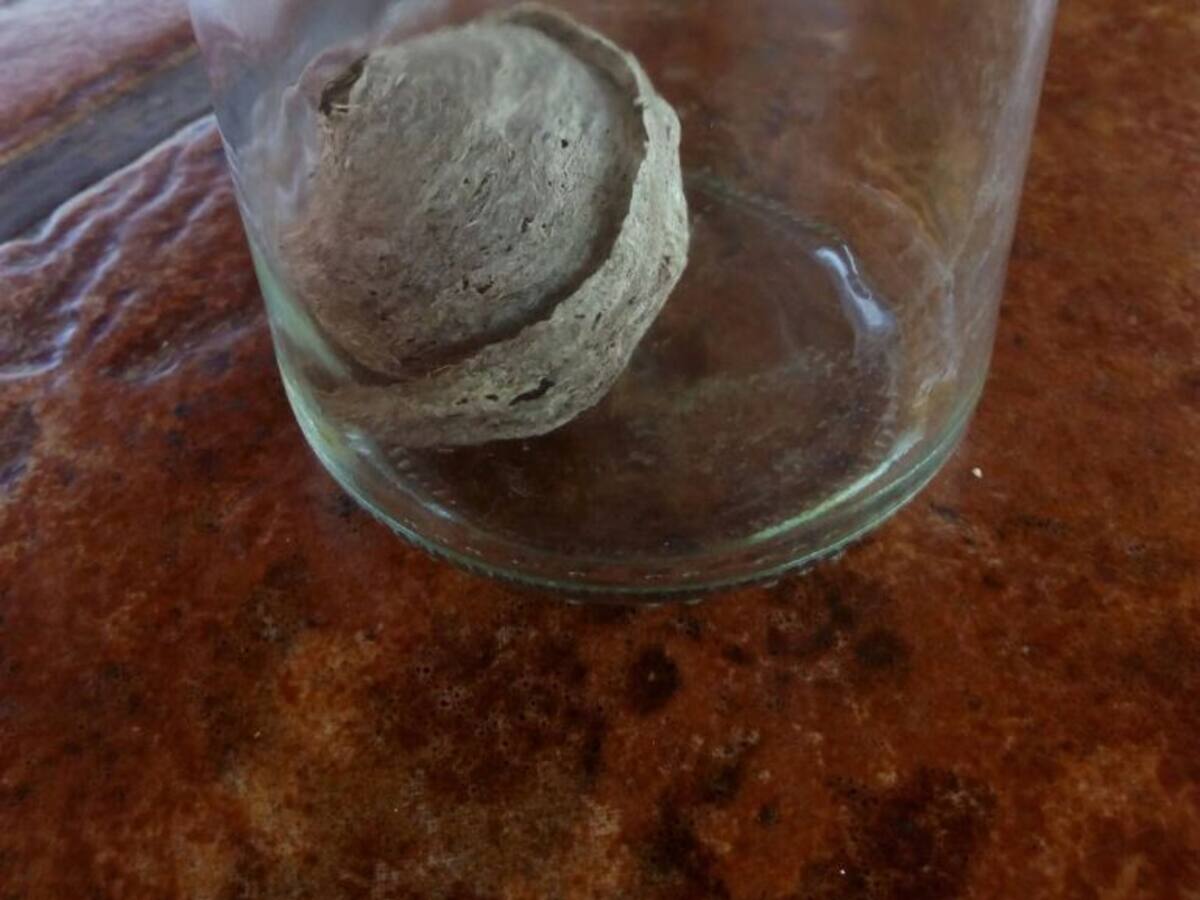 La Junta confirma la llegada de la vespa velutina al Bierzo con un nido de larvas