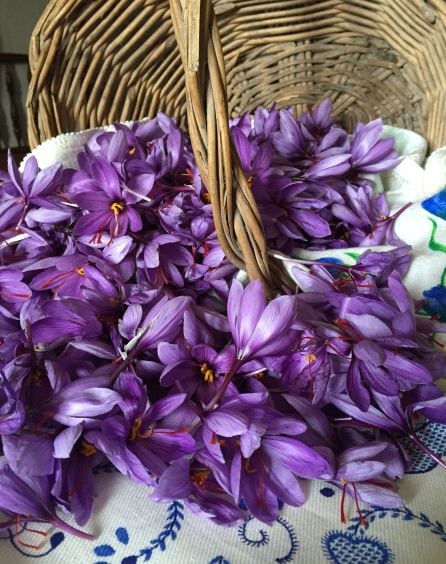 Cesta con flores de azafrán.