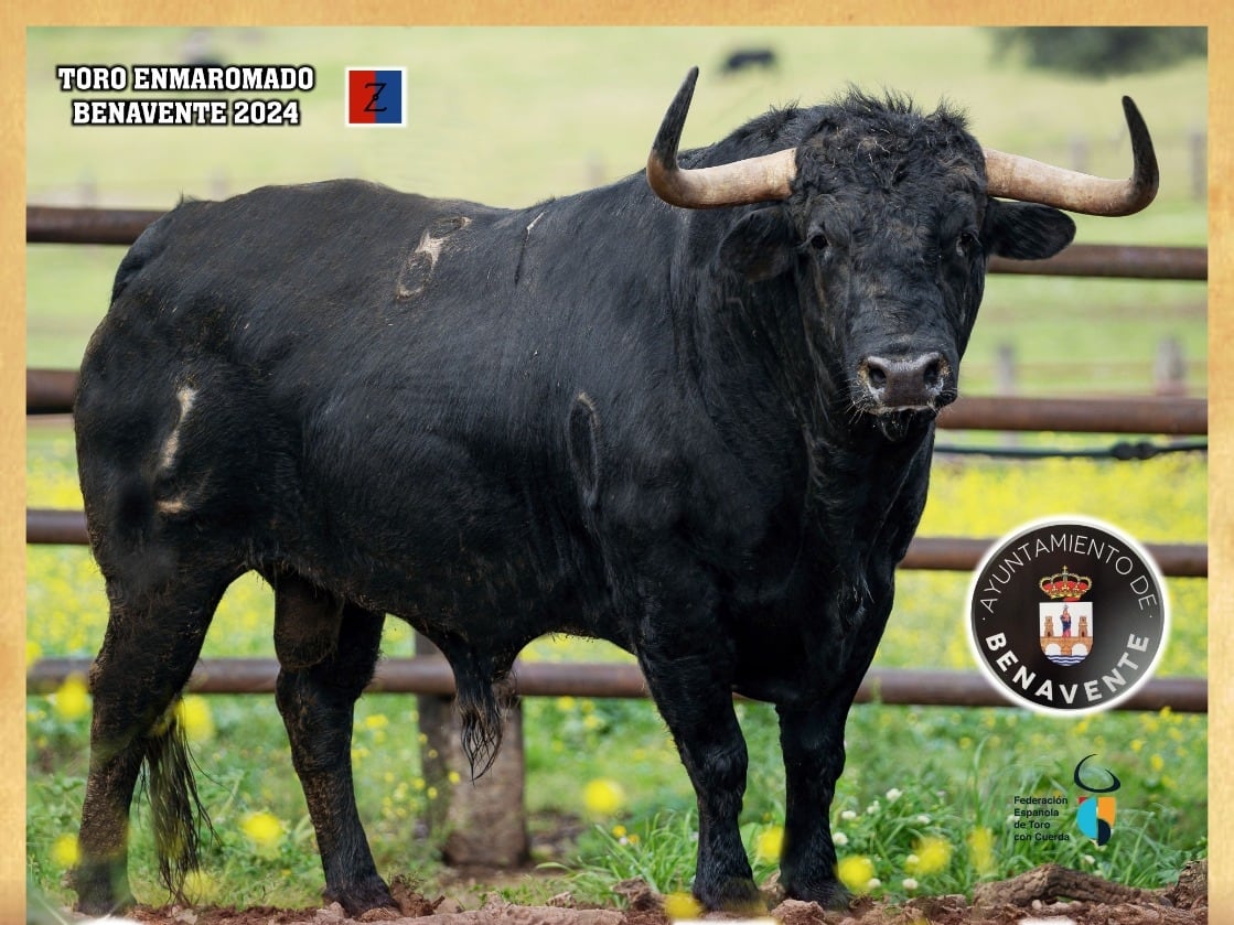 Toro elegido por el Ayuntamiento de Benavente para la carrera del 2024