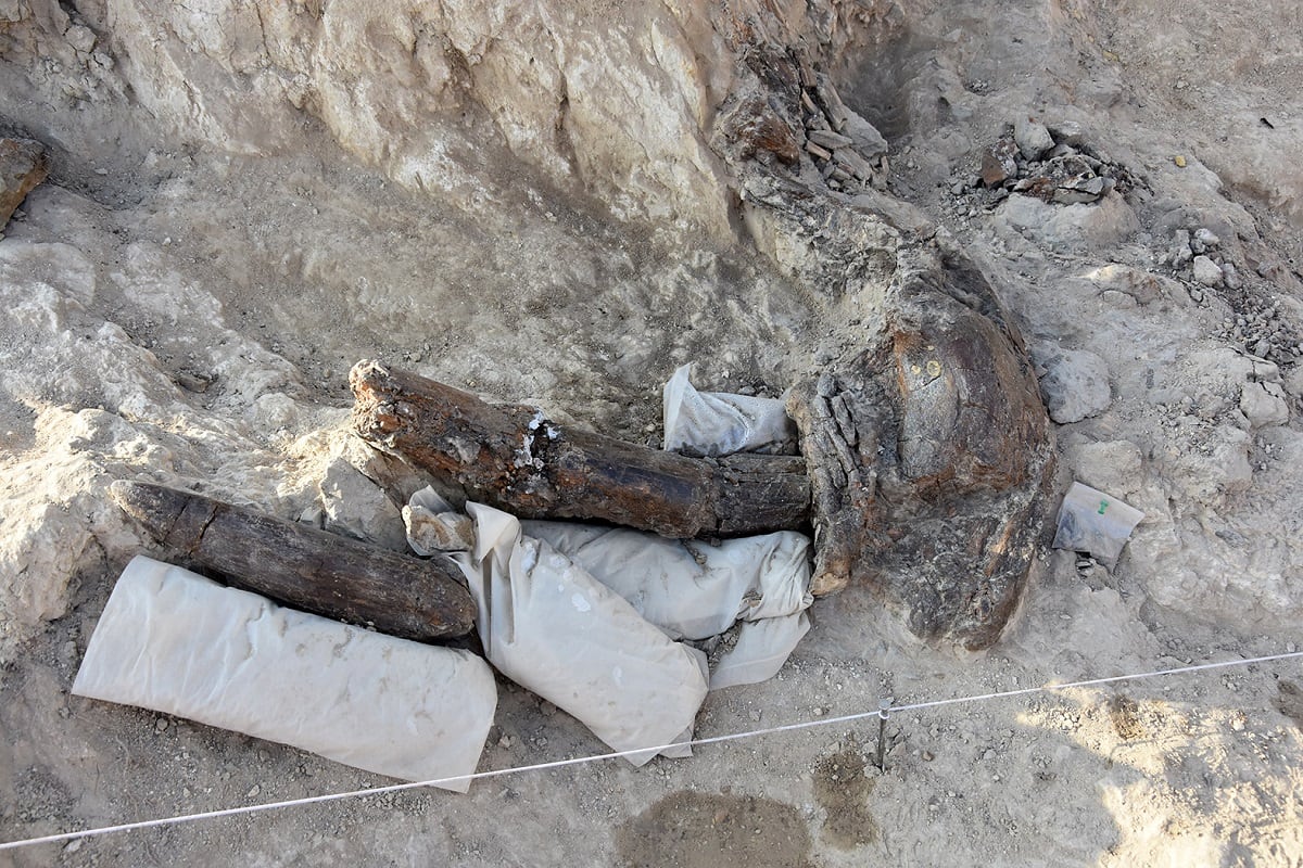 Restos obtenidos en la novena campaña de excavaciones en Baza 1