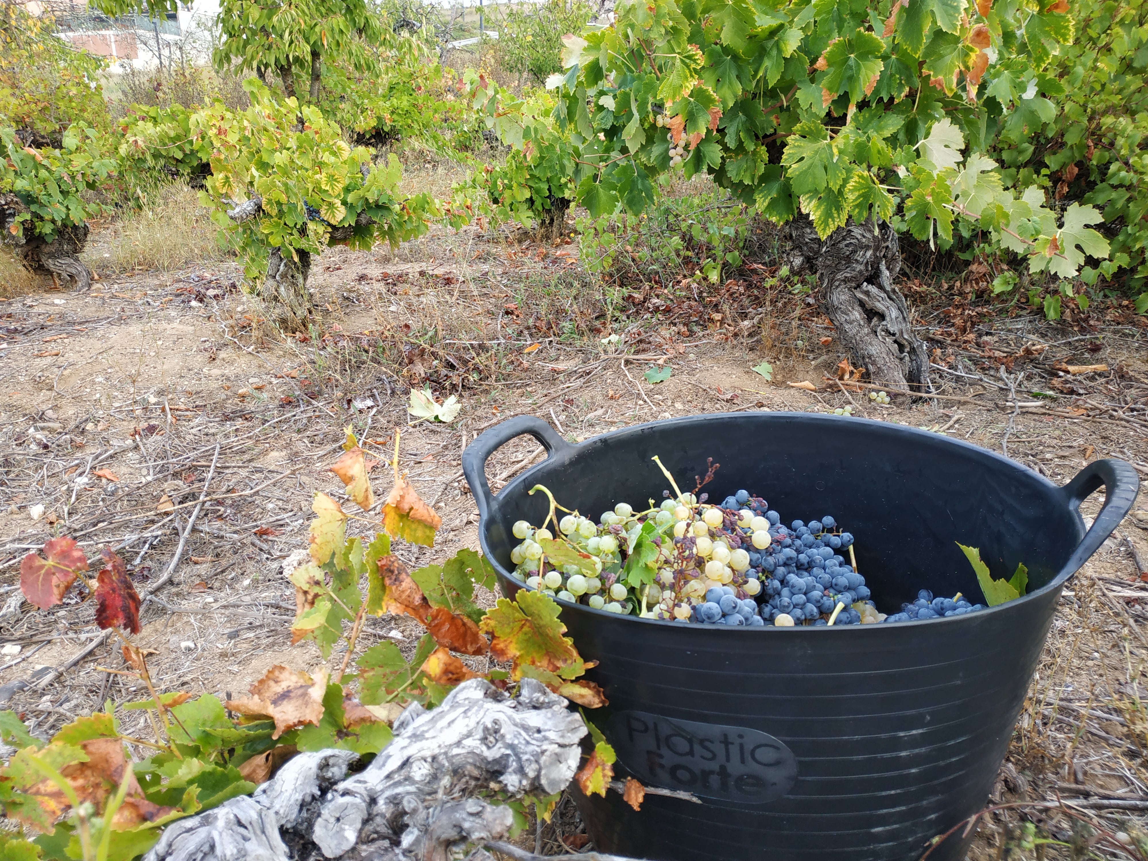 Uvas del Bierzo