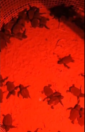 Crías de Tortuga Boba nacidas en una playa de La Manga del Mar Menor