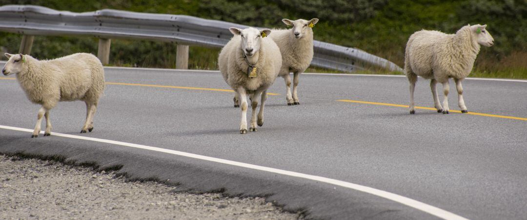 Imagen de archivo de unas ovejas en una carretera 