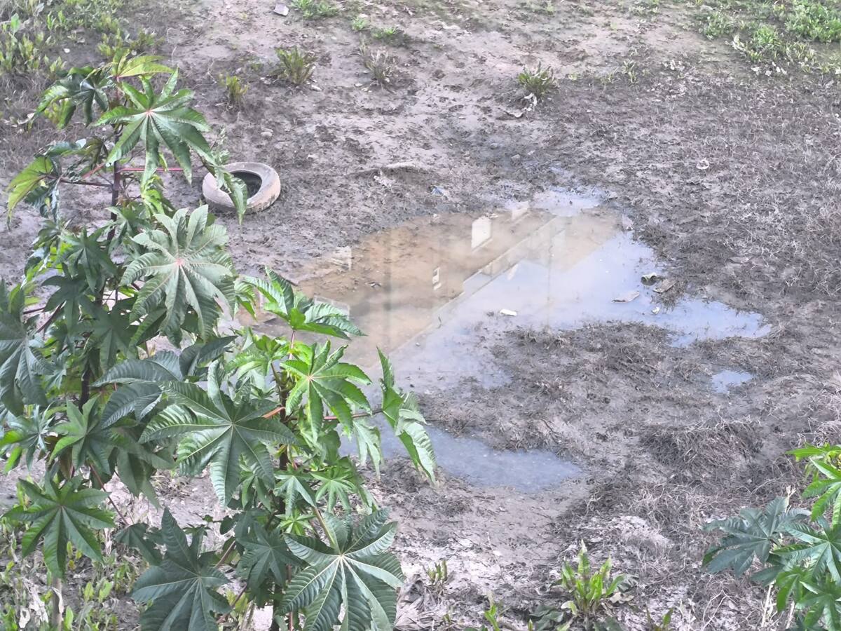 El peligro de las lluvias de este invierno: "Ya no vemos a los mosquitos solo en verano y ahora convivimos con ellos todo el año"