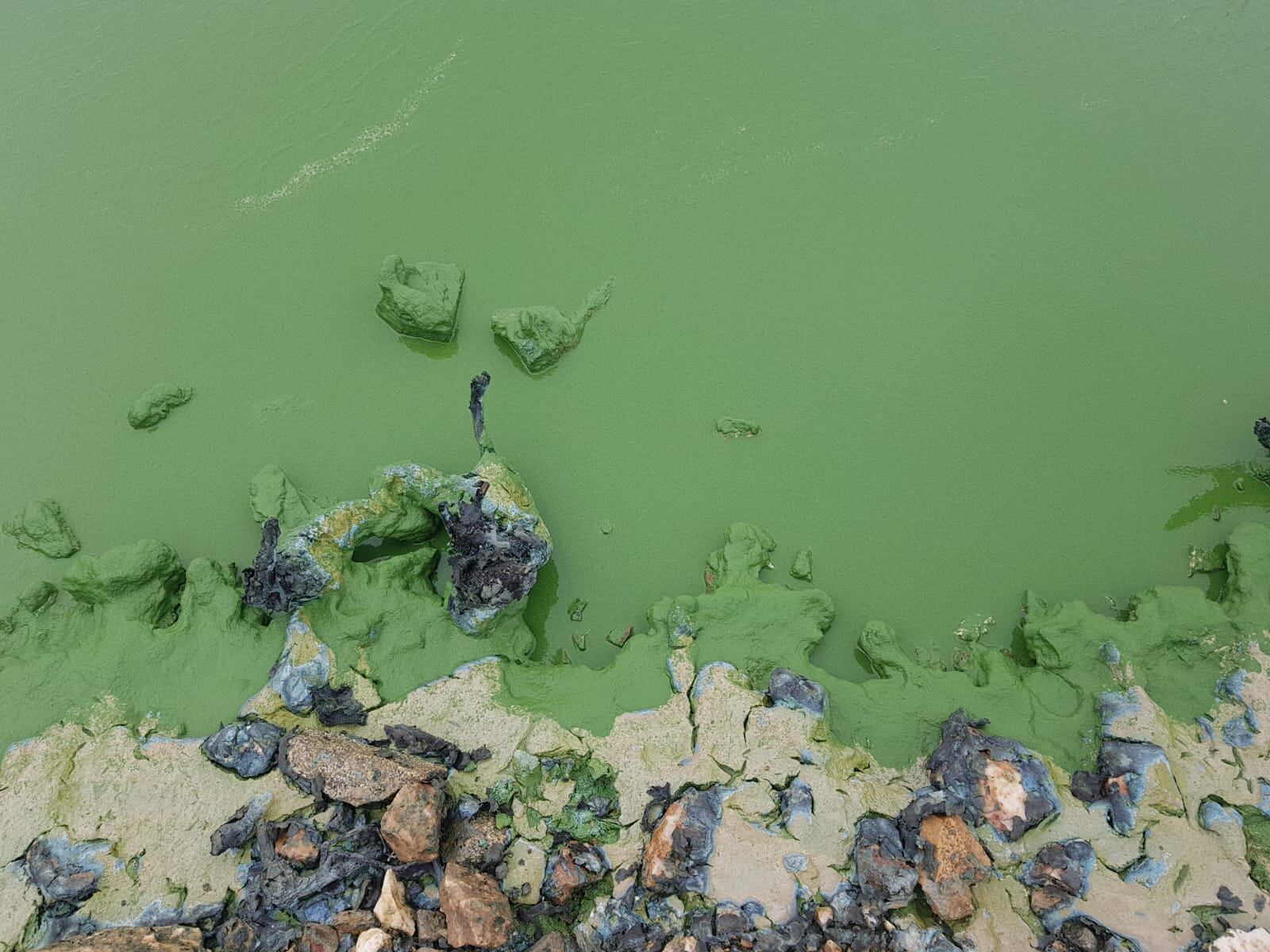 Este es el aspecto que presenta estos días la orilla del pantano de Las Cogotas