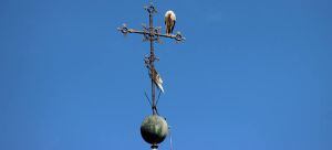 Una cigüeña de Alcalá de Henares