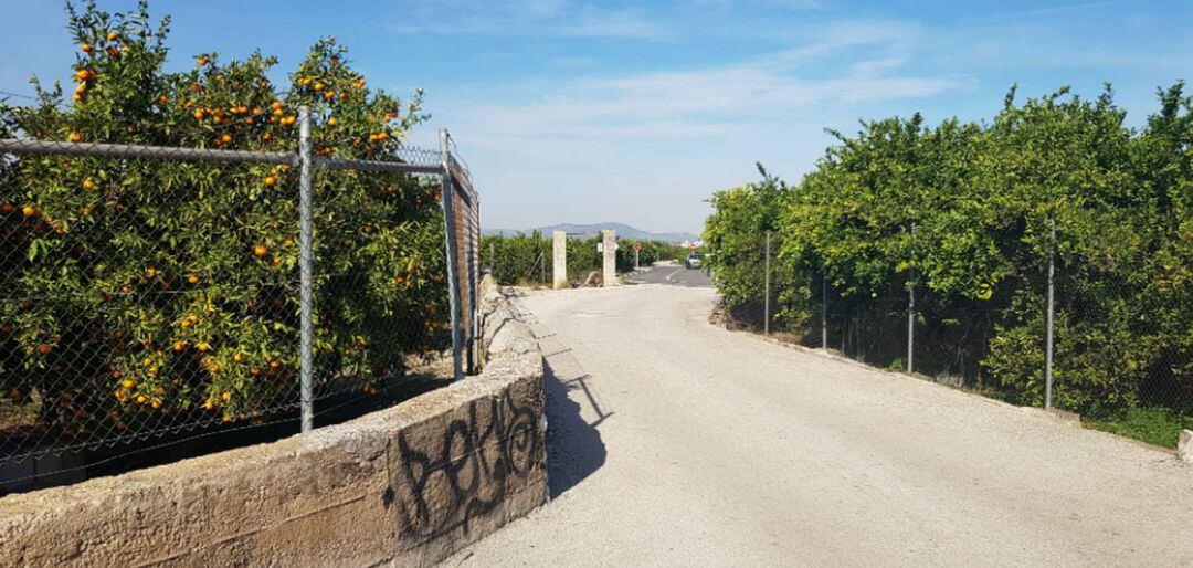 Zona de naranjos afectada por la nueva Cv-60