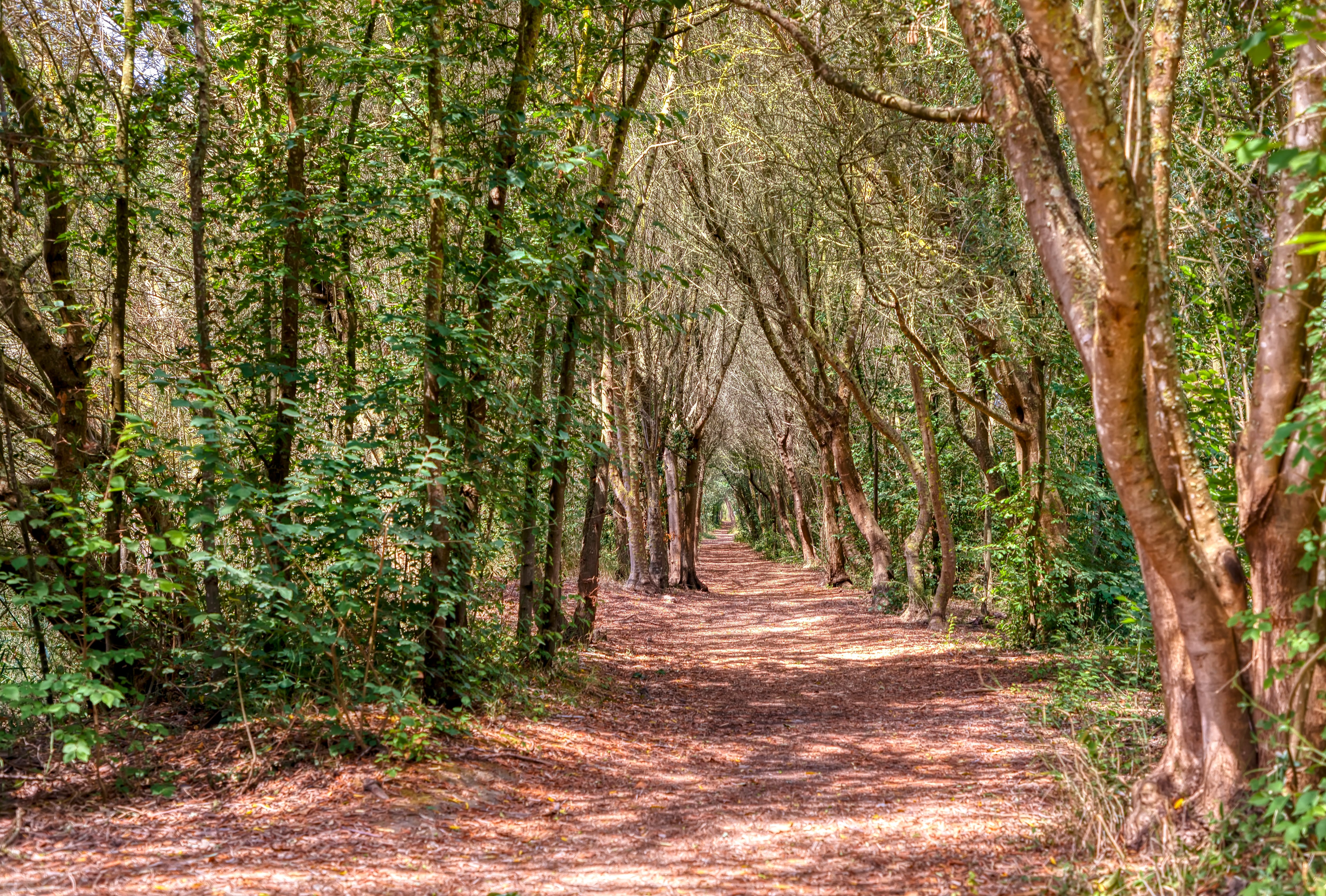 Camino en el Parque Natural de la Albufera