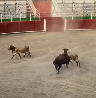 Un toro embistió a varios cabestros en pleno ruedo en el desenacajonamiento en Barbastro