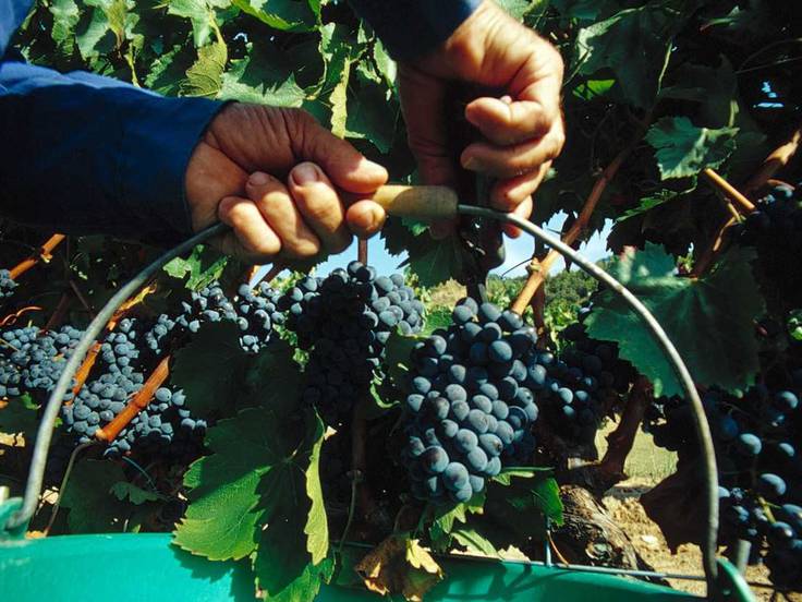 Las bodegas aragonesas han comenzado a recoger la uva