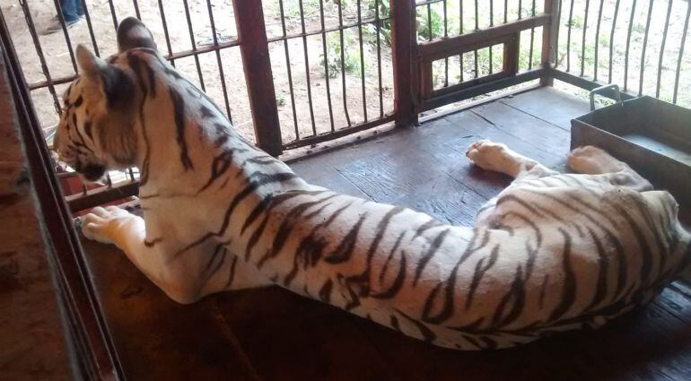 Tigre enjaulado