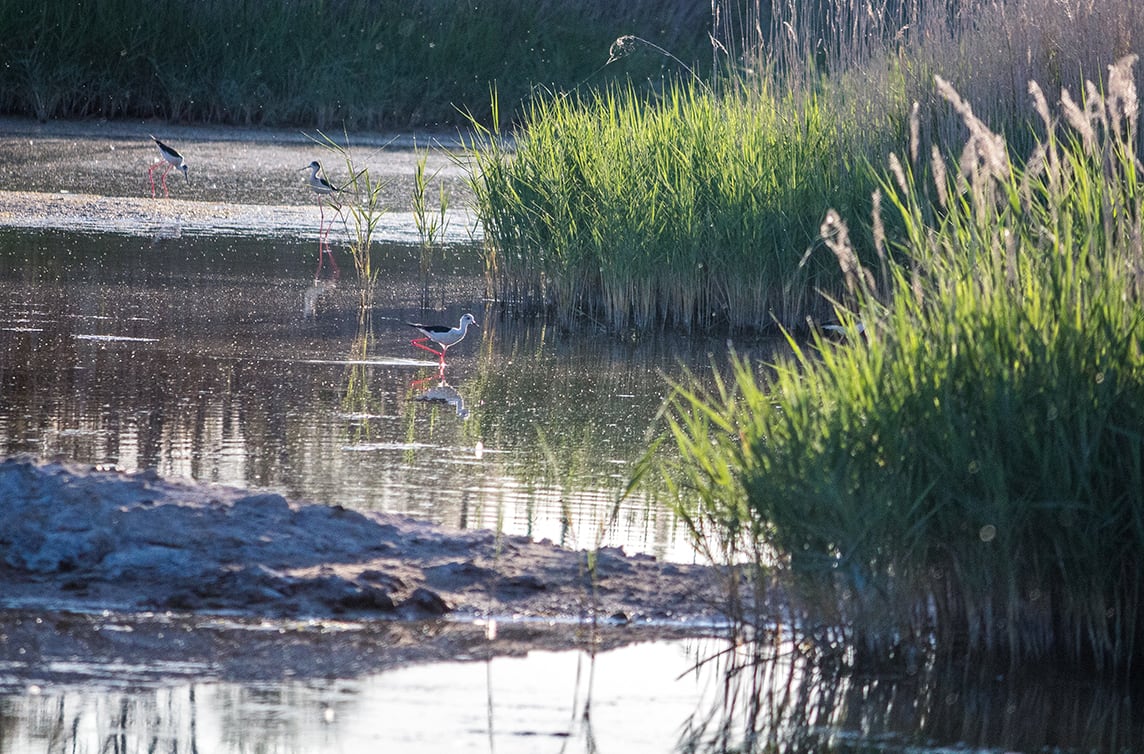 Humedal de Gil y Pinillas con algunas aves que llegaron cuando, tras unas intensas lluvias hace un par de años, se volvió a embalsar agua en el vaso lagunar