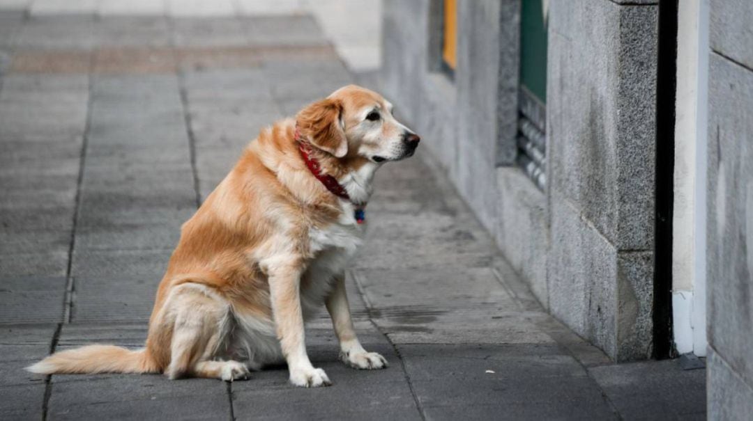 Mascota en la vejez