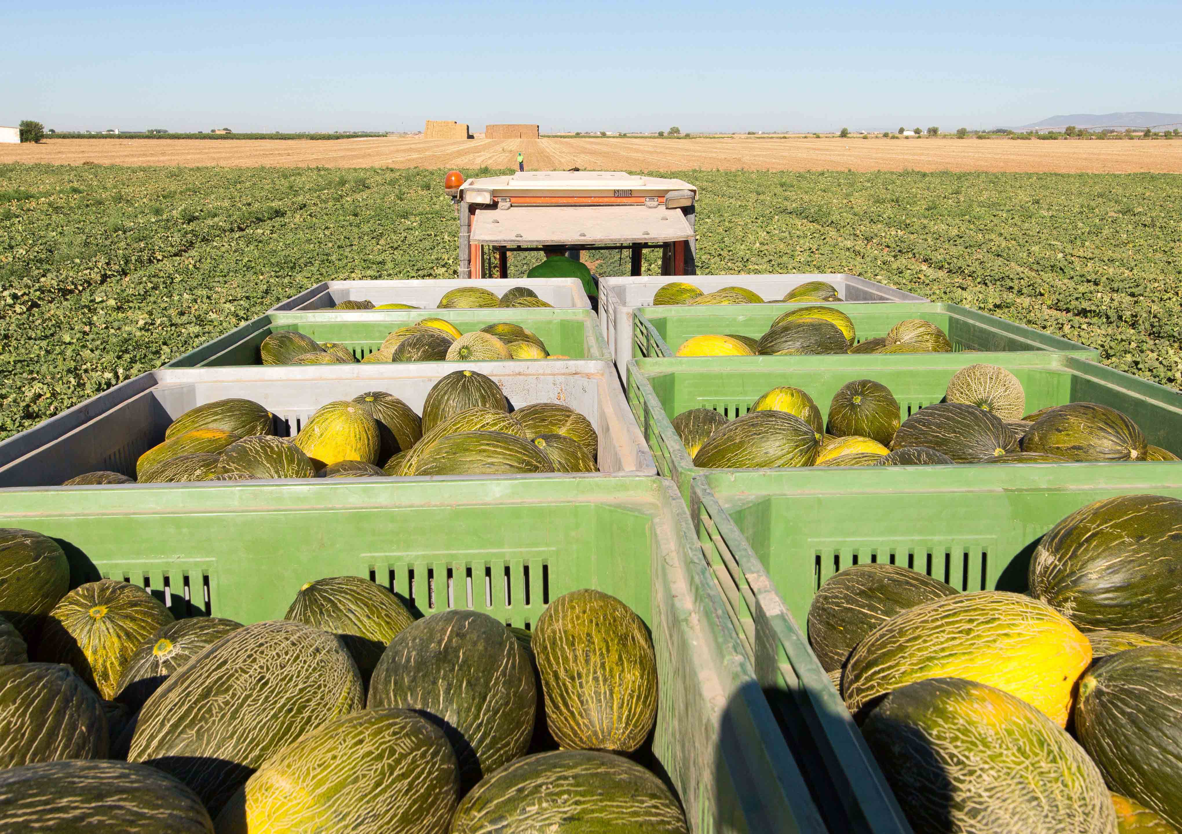 Recogida de melones