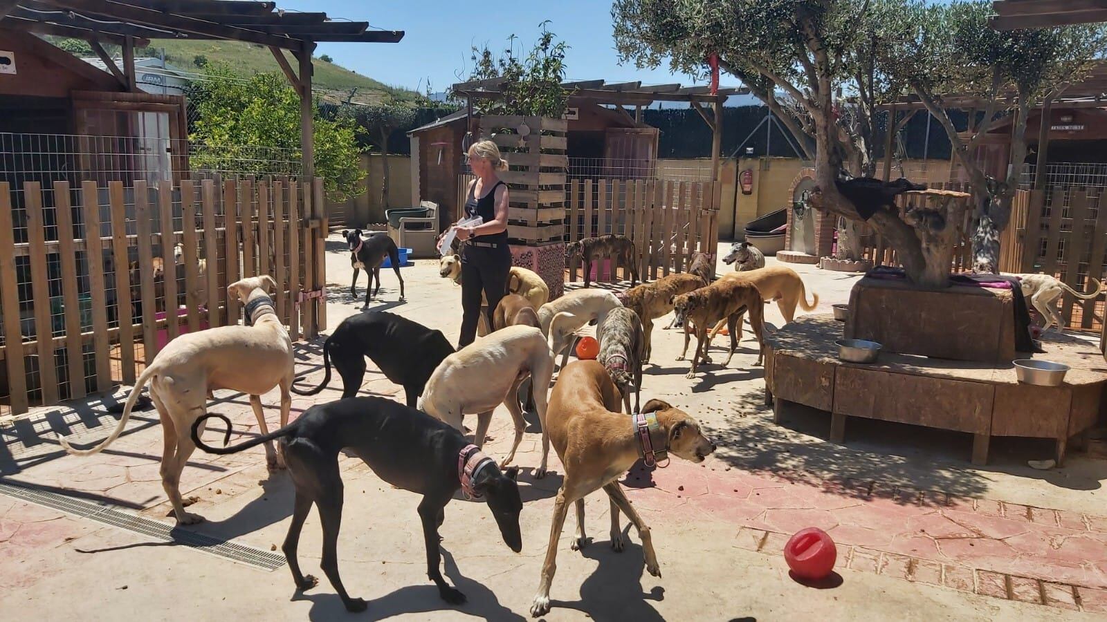 Carlota cuida actualmente unos 40 galgos