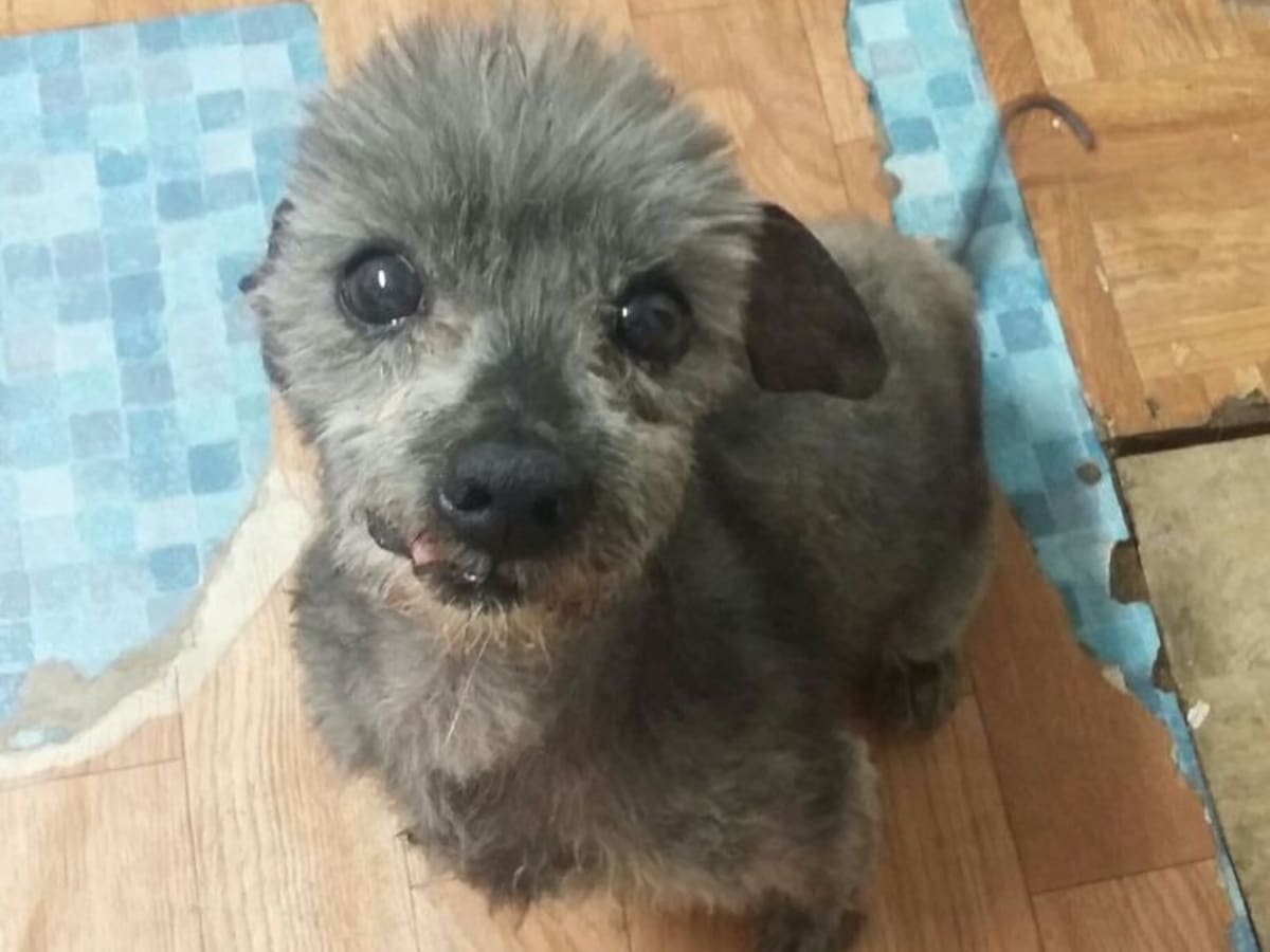 Perros geriátricos, los que nadie quiere