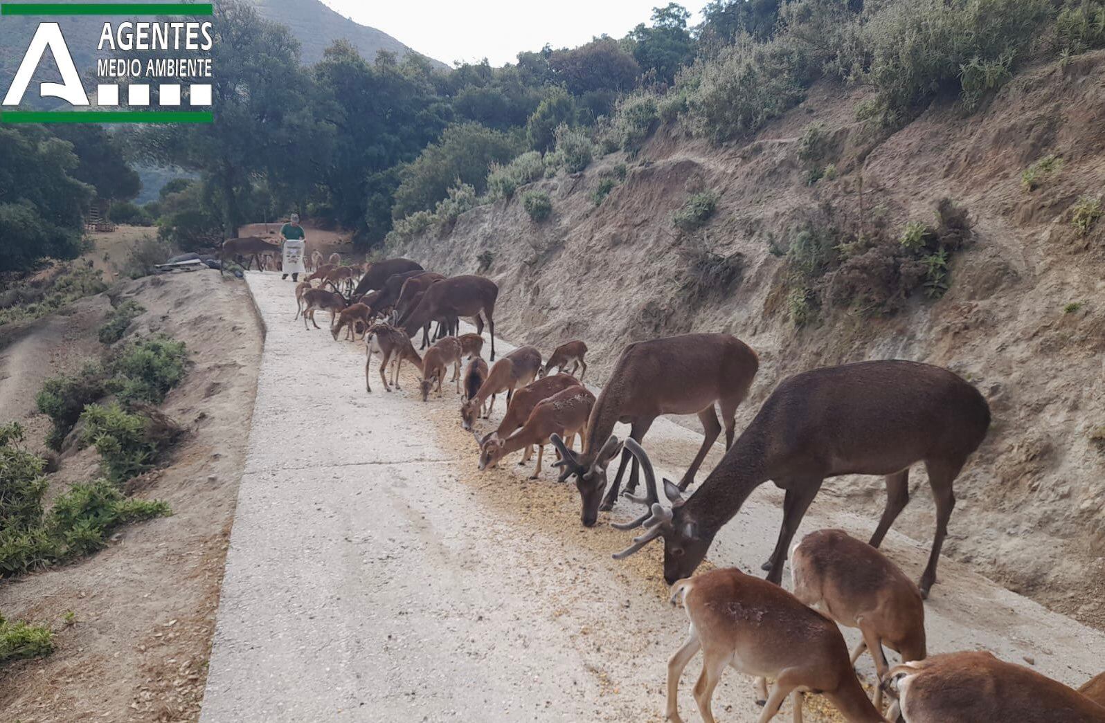 Situación en la que se encuentran los animales de la reserva de Ojén (Málaga)