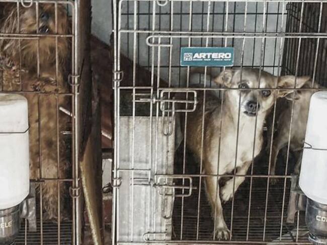 Imagen de los animales hacinados en Don Benito en 2015