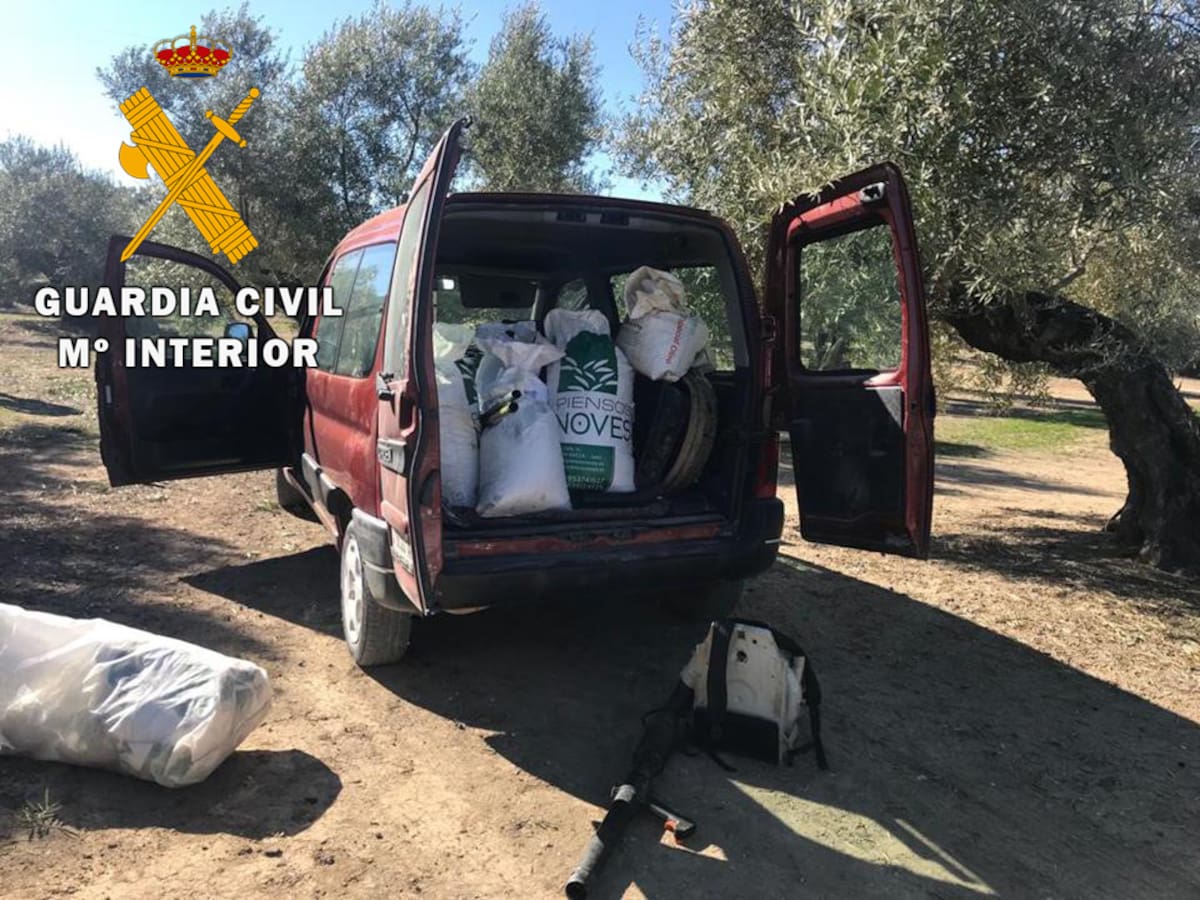 Investigadas 12 personas como presuntas autoras de hurto de aceituna