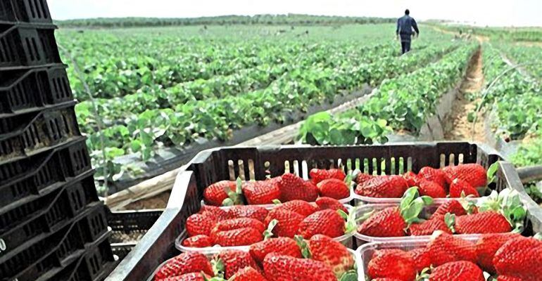 Fresas recogidas en un campo de Huelva.