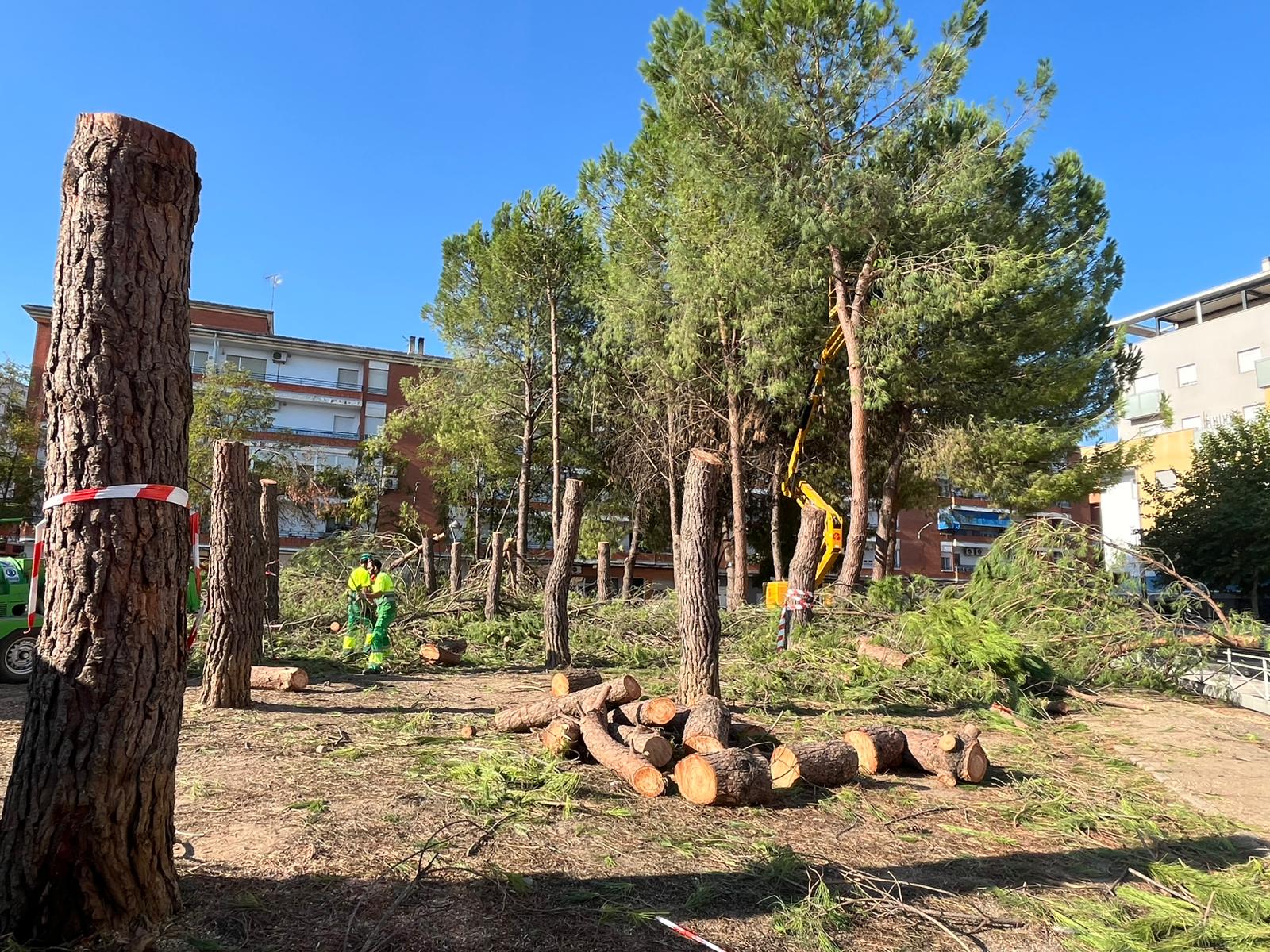 El Ayuntamiento de Don Benito procede a la tala preventiva de 25 ejemplares de pino en la Plaza de las Albercas por riesgo de derrumbe