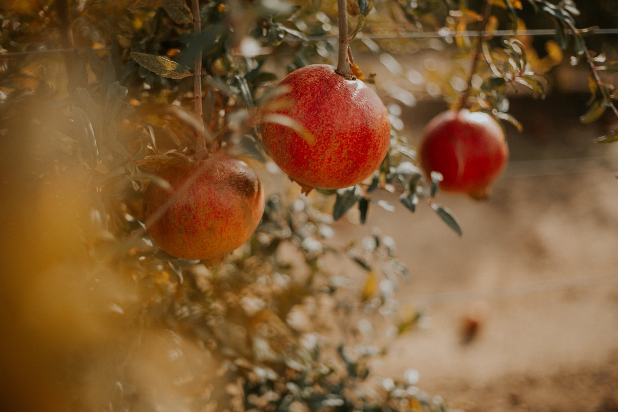 La granada será el producto estrella del mes de octubre