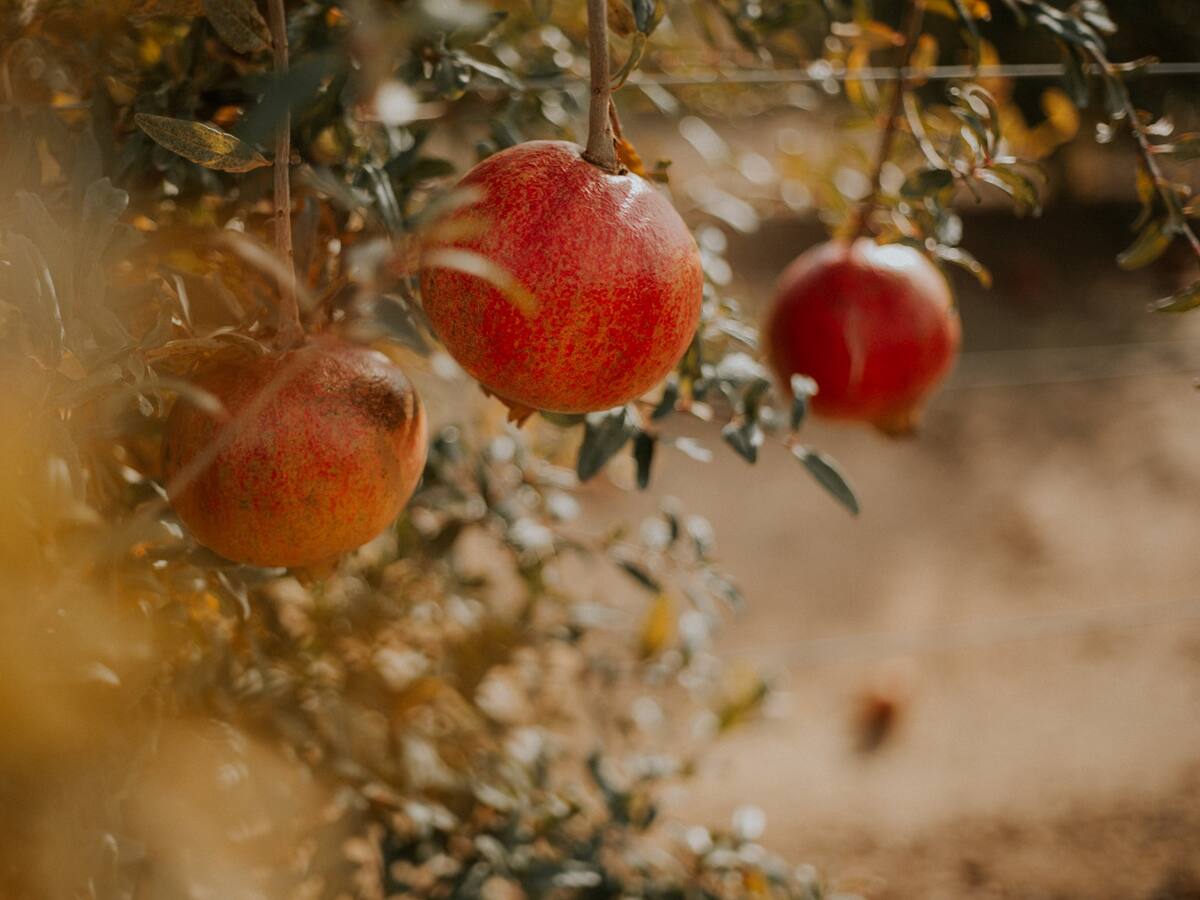 Fraga une turismo y gastronomía local en una nueva ruta de "Sabores e Historia"