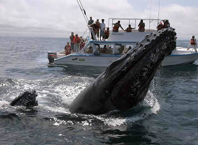 Tras 44 años, se volverán a cazas ballenas Jorobadas en Japón