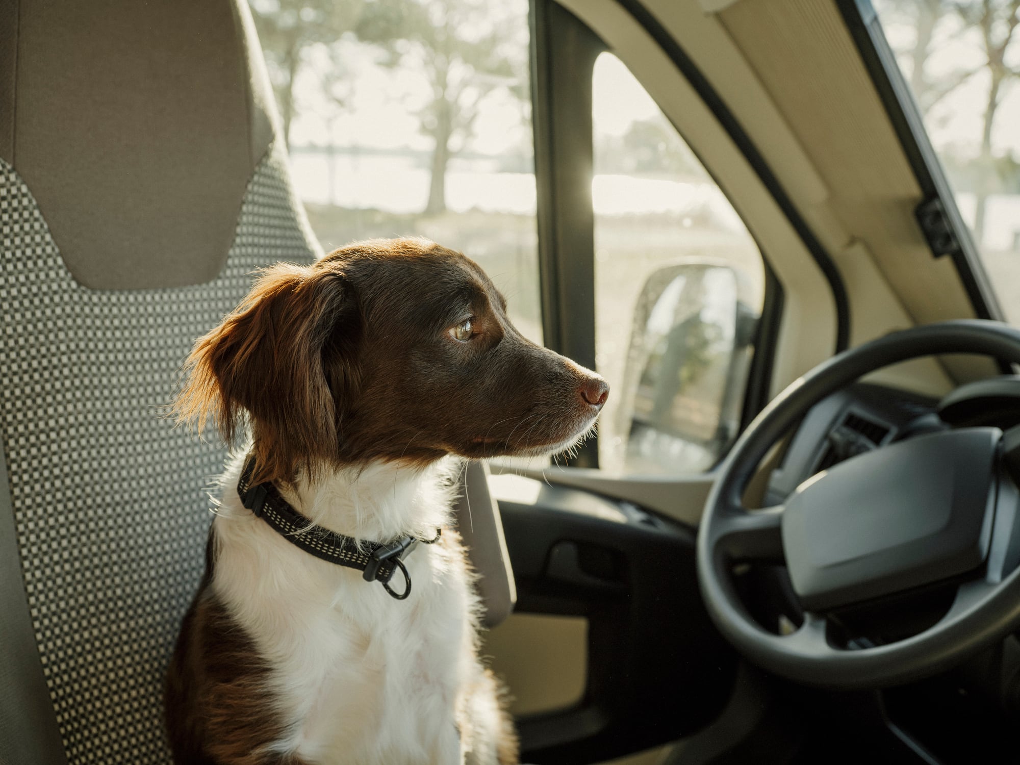 Un perro en el interior de un coche.