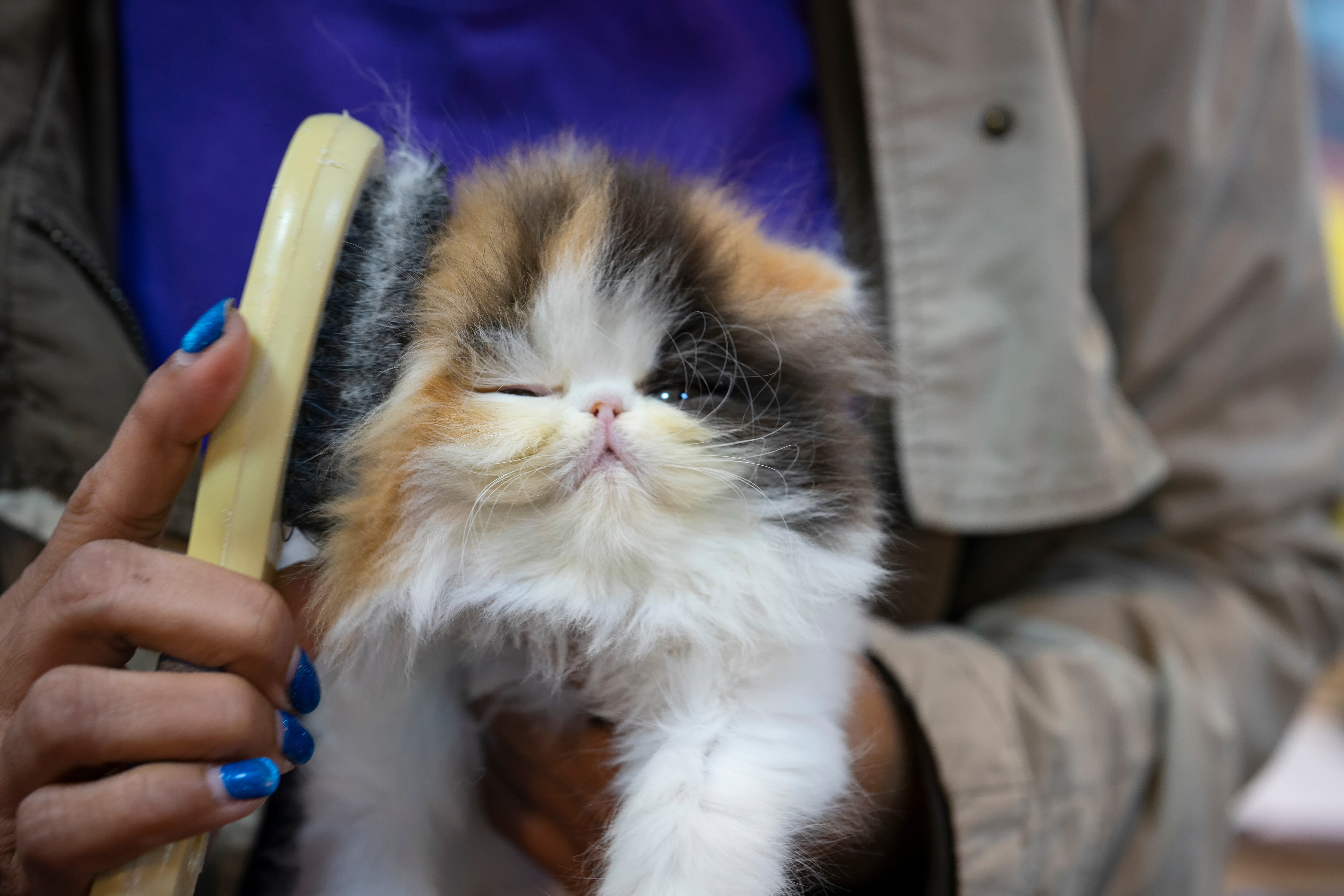 Gato siendo cepillado