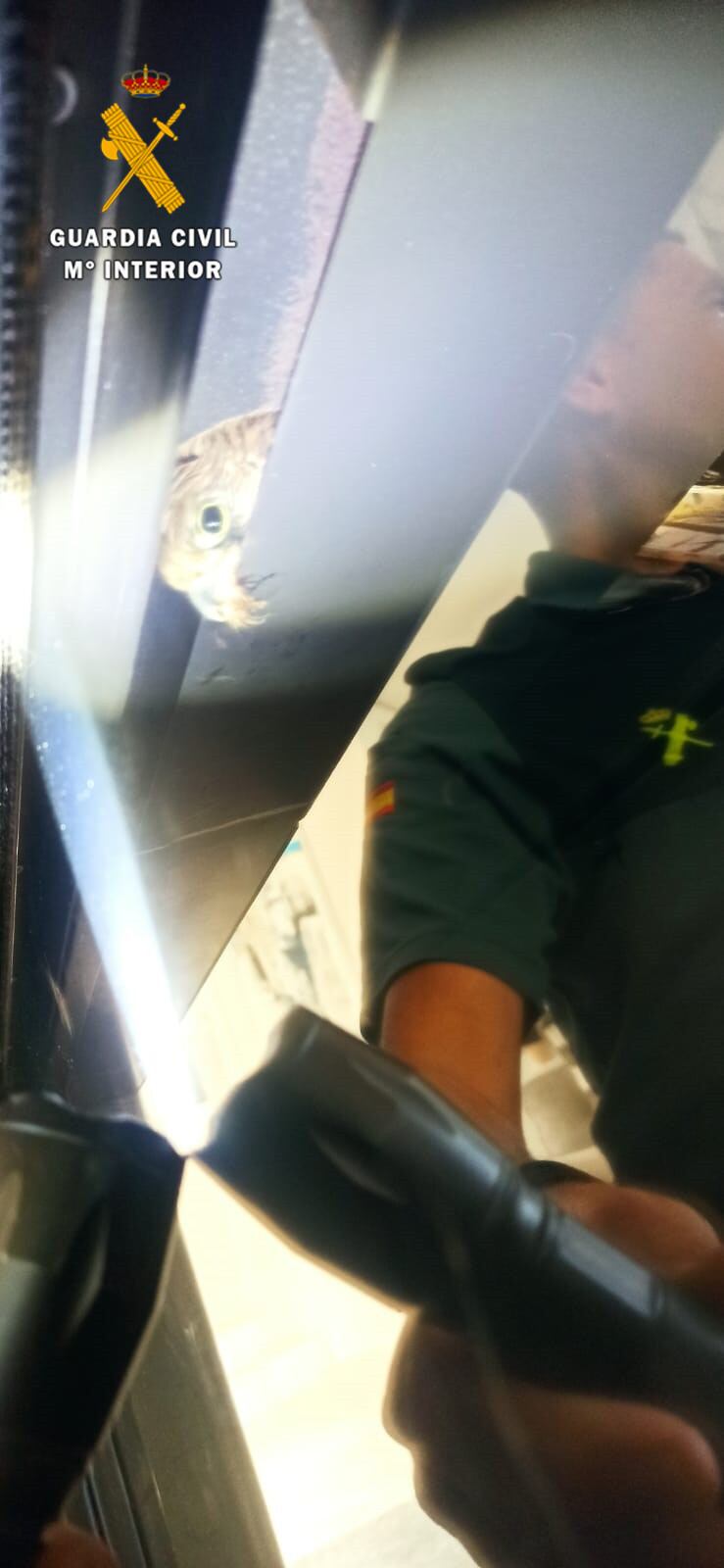 El cernícalo atrapado en la chimenea de la vivienda