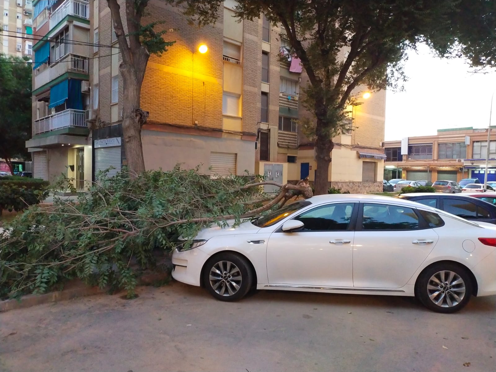 Árbol desplomado este domingo en la barriada malagueña de Puerta Blanca