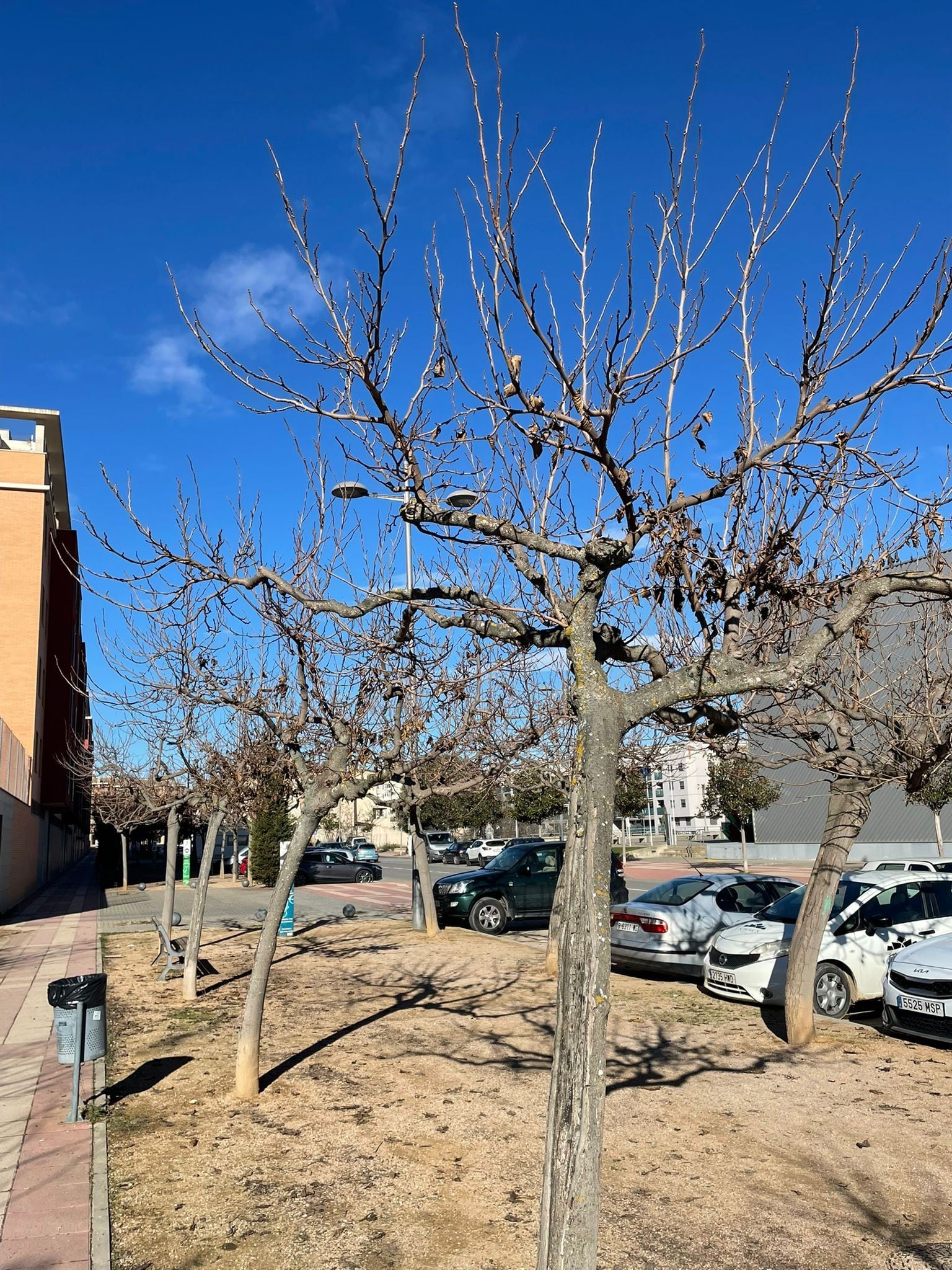 La poda del arbolado urbano comienza en Barbastro