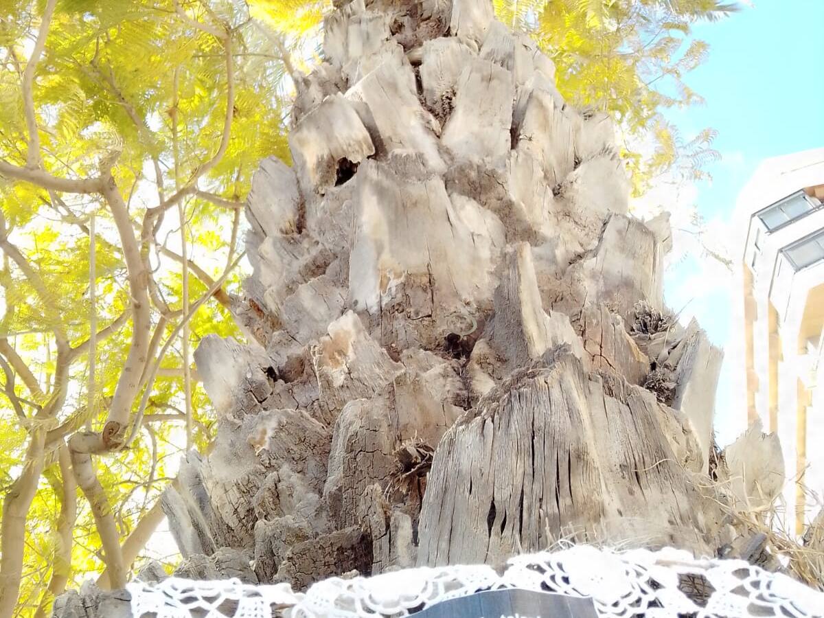 Salvem las Melias pide que se mantengan los árboles de Canalejas y que no se privatice espacio público