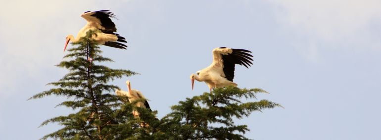 Las cigüeñas sobre los árboles de Cuenca.