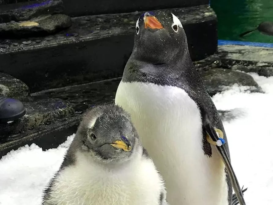 Fotografía cedida por el Acuario SEA Life Sydney donde se observa al pingüino Sphen (atrás) en Sydney (Australia).