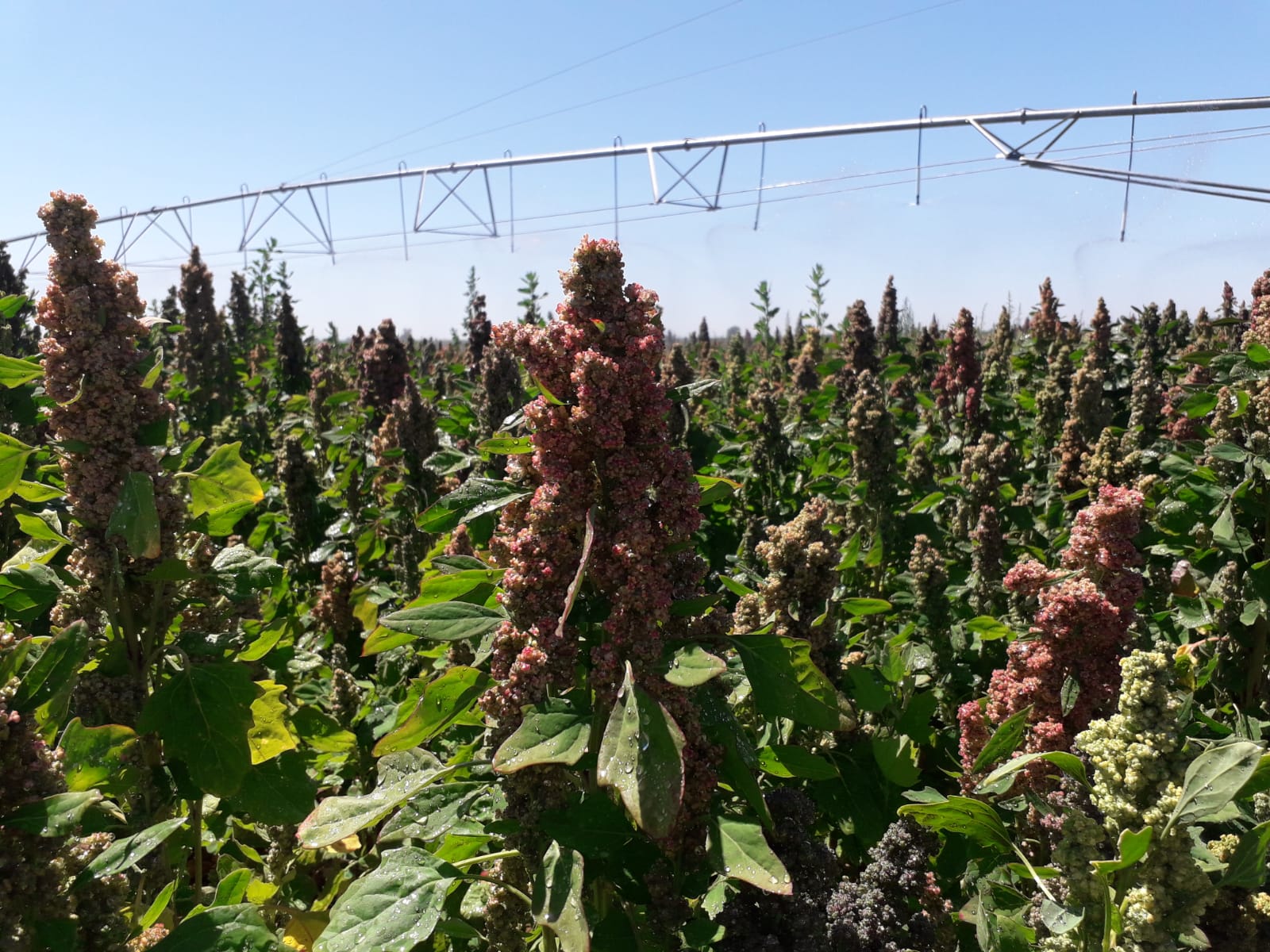 Quinoa