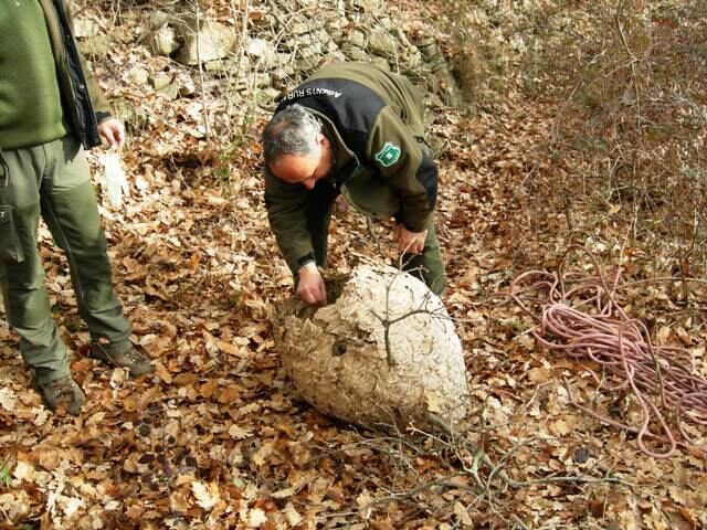 El niu localitzat a Ripoll. Foto: Agents Rurals