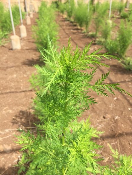 Plantación de artemisia en Canarias.