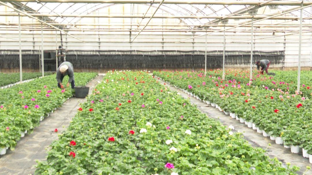 Imágenes de un vivero  
 