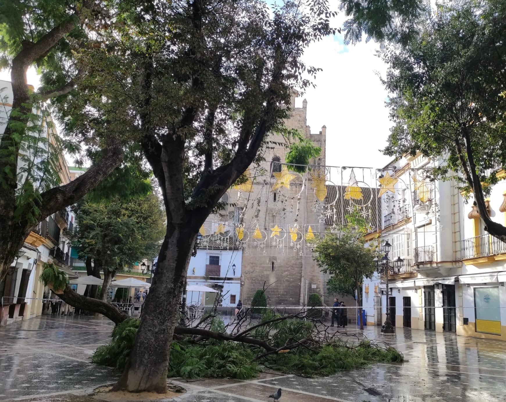 La plaza Plateros acordonada tras la caída de un árbol