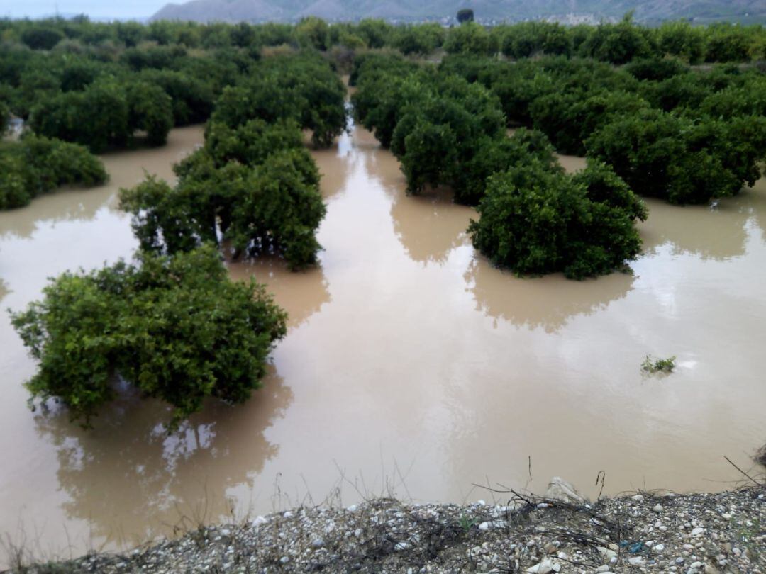 Los cítricos y el arbolado han resultado especialmente afectados y seguirán así en los próximos días, a causa del agua retenida.