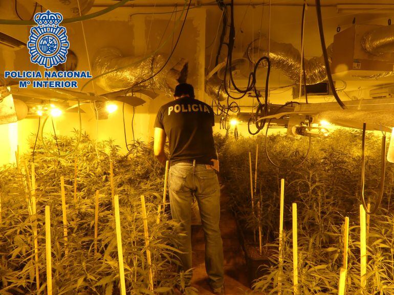 Imagen del interior de la plantación de marihuana