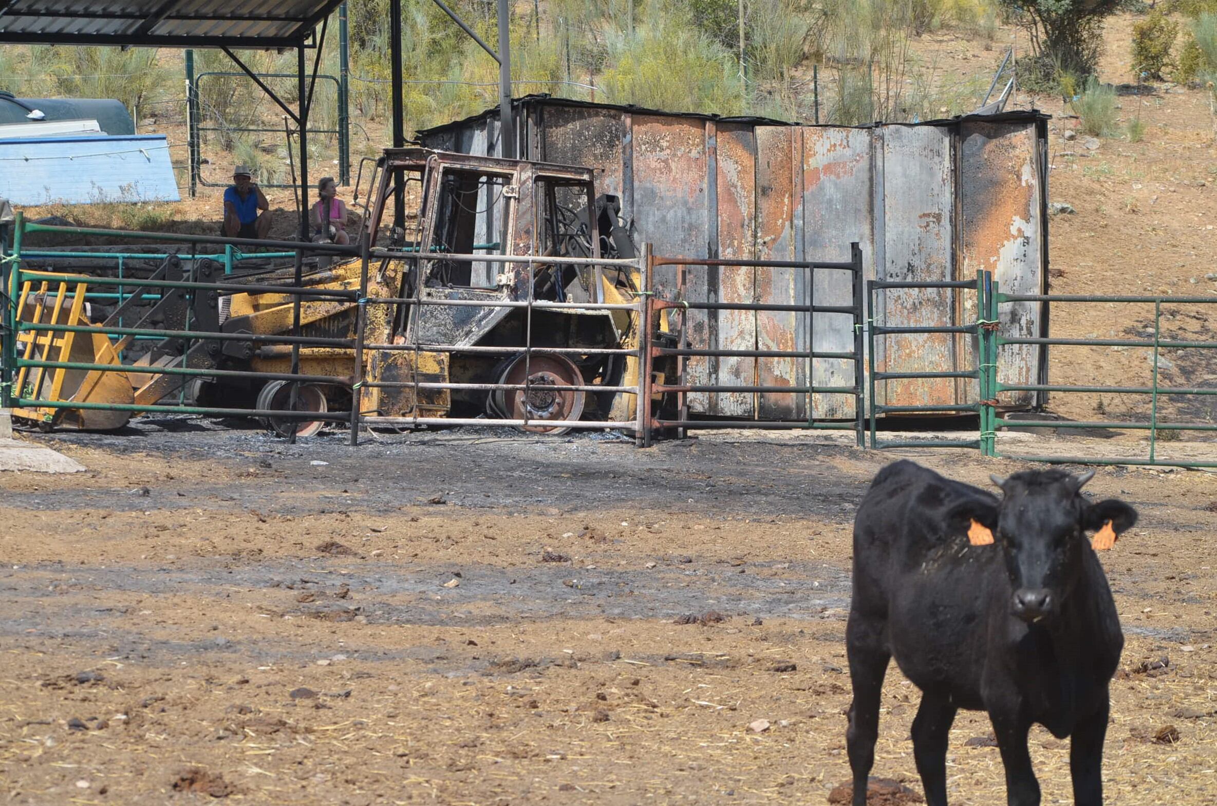 Explotación ganadera en Valdepeñas de la Sierra