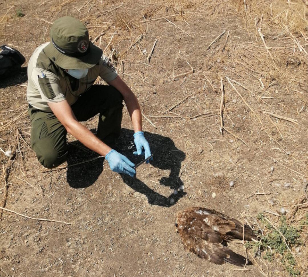 Un agente forestal documenta el hallazgo de uno de los cadáveres de milano negro encontrado en la zona de Perales del Río en Getafe el pasado día 6 de agosto.